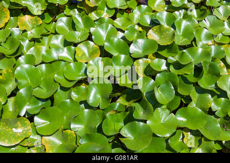 Eichhornia crassipes jacinthe d'eau ou les espèces envahissantes posent problème à l'extérieur de son aire d'origine Banque D'Images