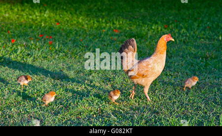 Fonctionnement libre avec les poussins de poulet Banque D'Images