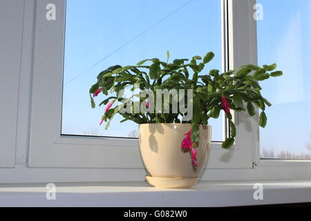 Belle fleur rose de Schlumbergera dans le cache-pot Banque D'Images