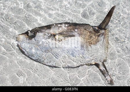 Les poissons morts gisant sur la plage de Kommetjie, Cape Town, Afrique du Sud Banque D'Images