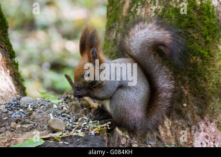 Comité permanent de l'écureuil entre Fougères et leafs Portrait d'un écureuil curieux près de l'arbre Banque D'Images