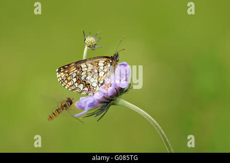 Heath fritillary sur fleur Banque D'Images