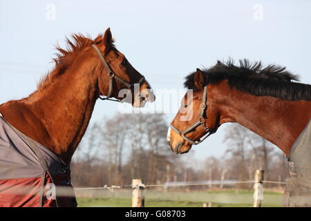 Deux têtes de chevaux Banque D'Images