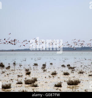 Plus de flamants roses en vol au dessus du lac de sel dans la Chypre Banque D'Images