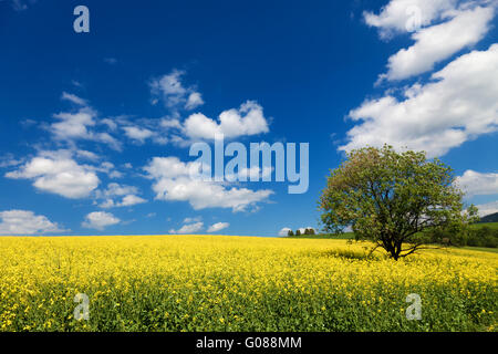 Domaine de colza à beau nuage - plante pour Banque D'Images