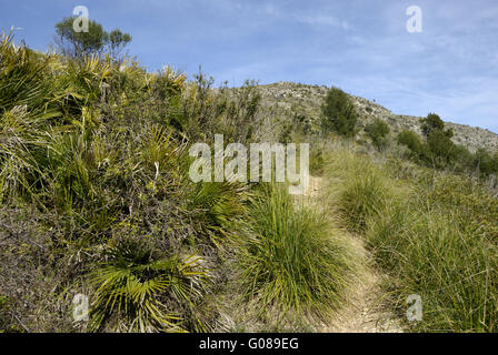 Sentier de randonnée pédestre à Talaia de Alcudia à Majorque Banque D'Images