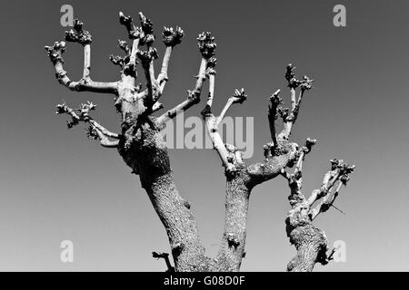 Arbre - station balnéaire Heringsdorf en Allemagne Banque D'Images