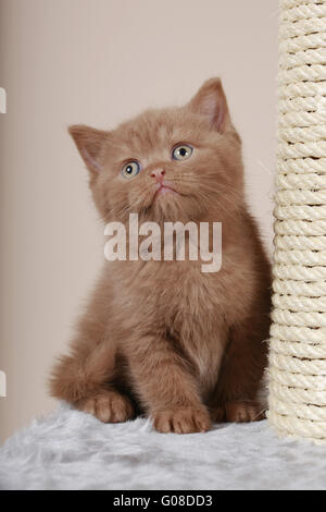 Chaton British Shorthair Banque D'Images