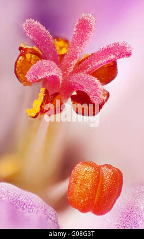 Geranium robertianum fleur, Herb-Robert, Red Robin, la mort venir rapidement, Storksbill, haute macro-vision des anthères pollen la stigmatisation Banque D'Images