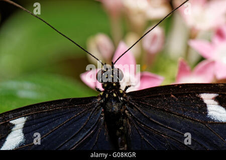 Petit papillon (Heliconius erato) sur nectar des fleurs roses Banque D'Images