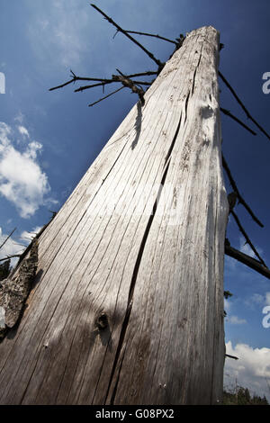 Arbre mort sur le chemin Kyrill à Schmallenberg. Banque D'Images