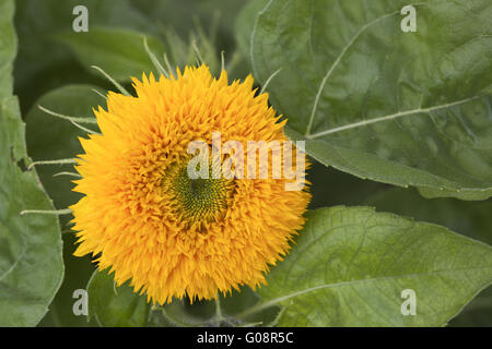 Ours Sunflower Banque D'Images