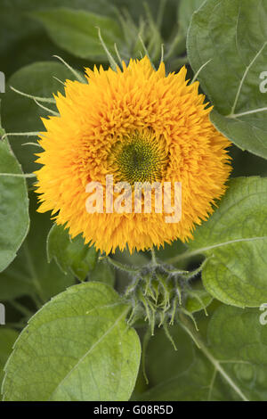 Ours Sunflower Banque D'Images