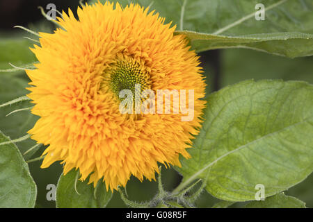 Ours Sunflower Banque D'Images