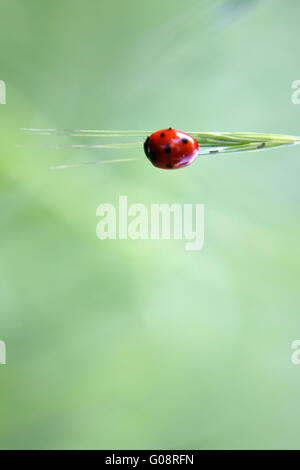 Coccinelle Banque D'Images