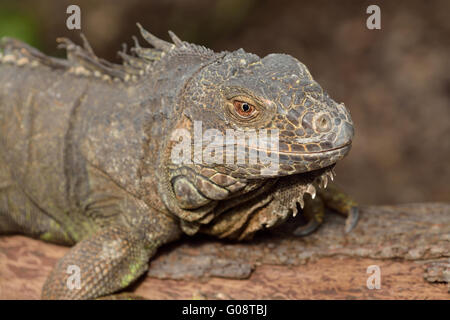 iguane vert Banque D'Images