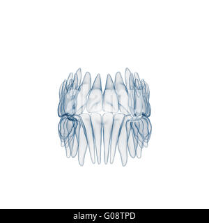 X-ray de dents humaines Banque D'Images