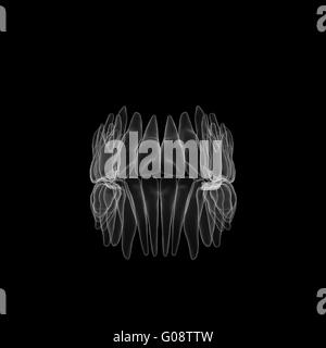 X-ray de dents humaines Banque D'Images