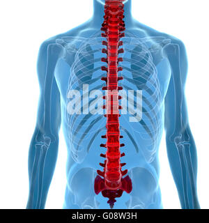 Anatomie de la colonne vertébrale dans la vue x-ray Banque D'Images