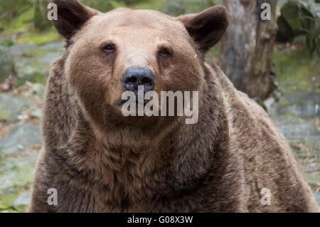 Eurasian ours brun (Ursus arctos arctos), le zoo de Bratislava, Slovaquie Banque D'Images