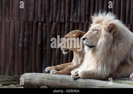 South African white lion et lionne (Panthera leo krugeri) bénéficiant d'un jour de printemps chaud, Bratislava, Slovaquie ZOO Banque D'Images