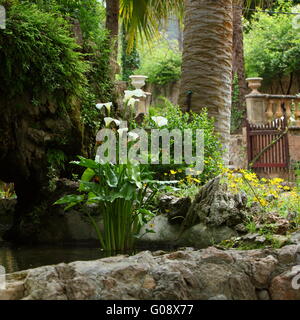 Arums poussant dans un jardin piscine rock Banque D'Images