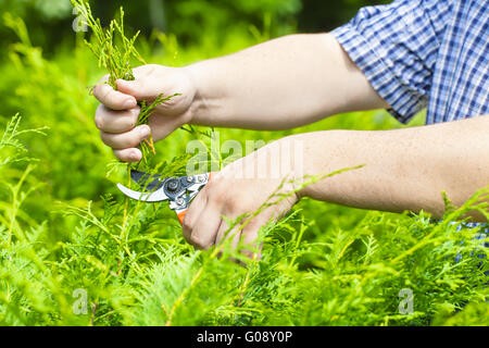 Mains avec jardinier shears près de thuja en été Banque D'Images