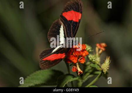 Petit papillon (Heliconius erato) sur nectar des fleurs roses Banque D'Images