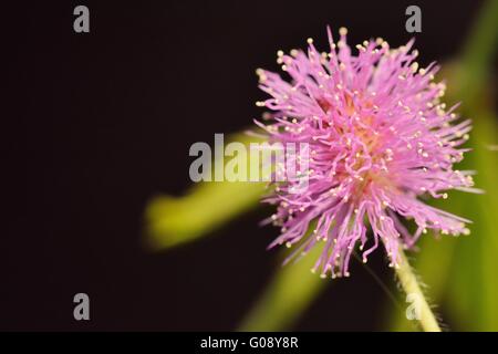 Mimosa pudica Banque D'Images