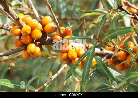 Thorn Citrine Banque D'Images