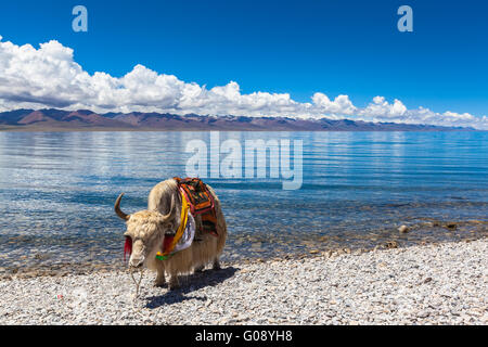 Yak blanc debout sur le bord de lac de Namtso, Tibet, Chine Banque D'Images