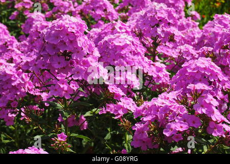 Fleurs violettes Banque D'Images