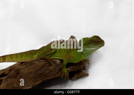 La tête et le visage d'un adulte (agama Physignathus cocincinu) Banque D'Images