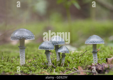 Toon-de-gris (Stropharia aeruginosa), Allemagne Banque D'Images