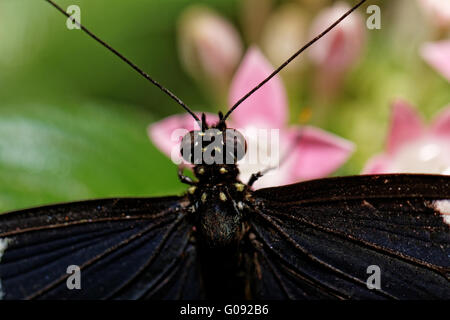 Petit papillon (Heliconius erato) sur nectar des fleurs roses Banque D'Images