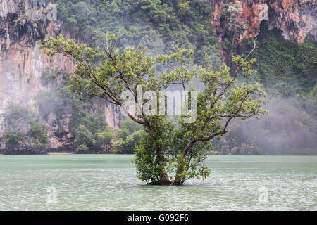 Lone Tree pousse à Railay Beach à Krabi, Thaïlande Banque D'Images
