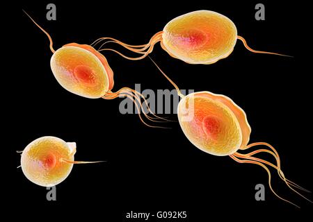 Vaginalis de Trichomonas, illustration de l'ordinateur. Trichomonas vaginalis est un parasite et est l'agent causal de la trichomonase. La trichomonase est une cause commune de la vaginite et est une maladie transmise sexuellement. Banque D'Images