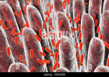 Illustration d'ordinateur de bactéries présentes dans l'intestin à la surface des villosités intestinales. Banque D'Images