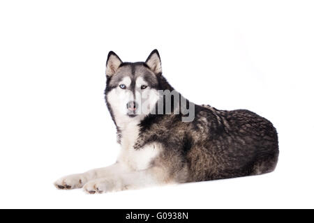 Rocé entre chien et husky malamut vous regarde Banque D'Images