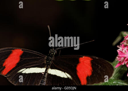 Petit papillon (Heliconius erato) sur nectar des fleurs roses Banque D'Images