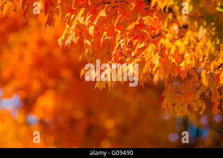 Couleurs d'automne dans le sud de la ville à la fin de novembre Banque D'Images