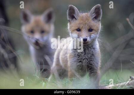 Le renard roux en observant attentivement le photographe kits Banque D'Images