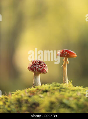 Agaric fly (Amanita muscaria) Banque D'Images