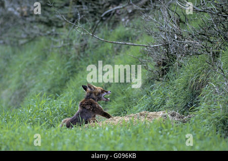 Red Fox vixen de bâiller devant foxs terrier Banque D'Images