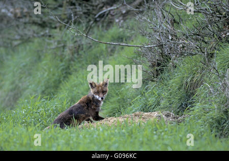 Red Fox renarde assis en face de foxs terrier Banque D'Images