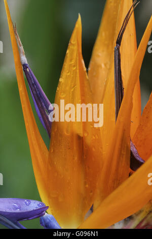 Strelitzia reginae, Crane fleur, oiseau du paradis Banque D'Images