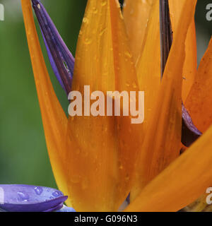 Strelitzia reginae, Crane fleur, oiseau du paradis Banque D'Images