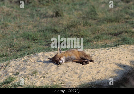 Kit Fox rouge en face du sommeil foxs terrier Banque D'Images