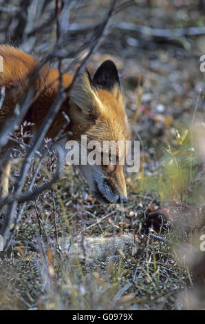 Red Fox avec sa mort un spermophile arctique Banque D'Images