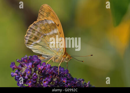 Silver-lavé Fritillary Banque D'Images